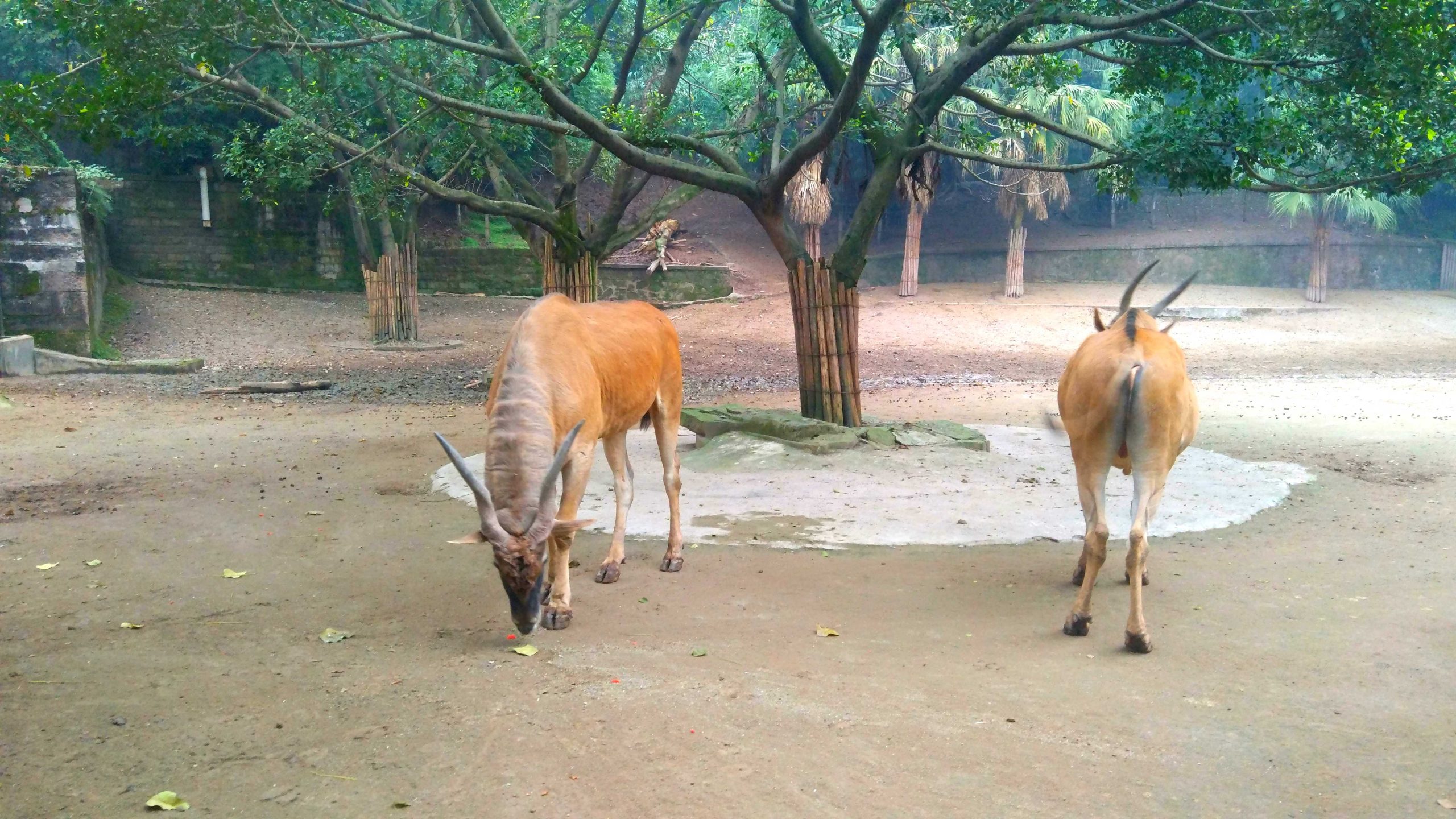 职业顾问就业的方向是什么