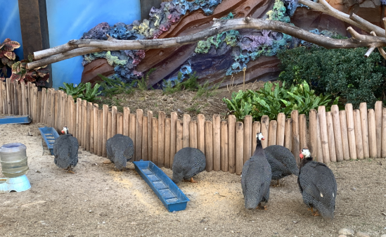 编写动物园饲养员简历教育背景部分要注意些什么