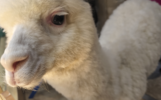 畜牧兽医专业求职者如何编写实习经历