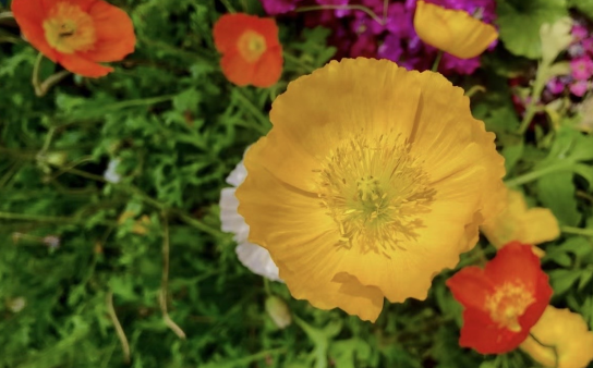 花卉生产与花艺专业求职者编写工作经历的重点