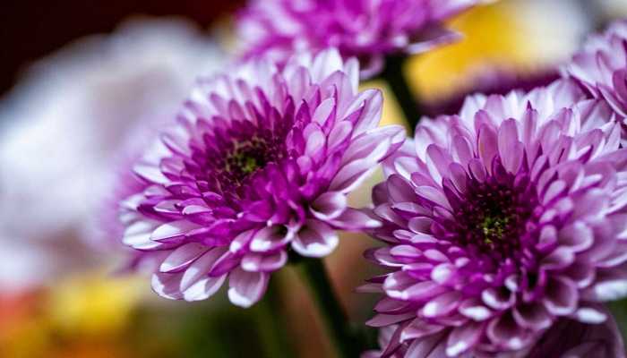 中医这个职业具有哪些特点