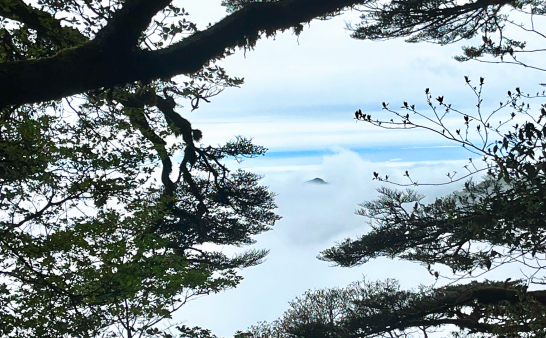 森林保护专业求职者写好项目经验的技巧