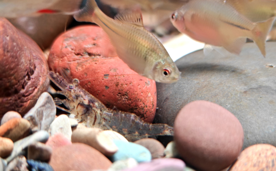 饲料工程专业求职者编写工作经历的重点